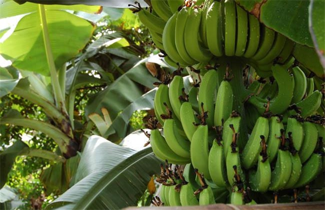 香蕉的产地在哪里（香蕉的种植地分布情况）