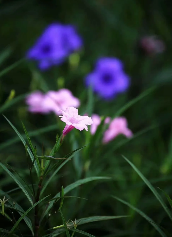 「原创诗词」阿茂 | 壮志野花成昨梦 半年岁事又峥嵘（诗词十首）