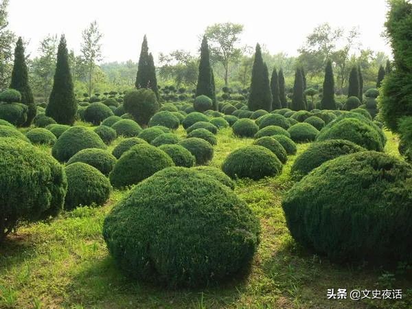 这些诗词中的植物名，你读对了吗？