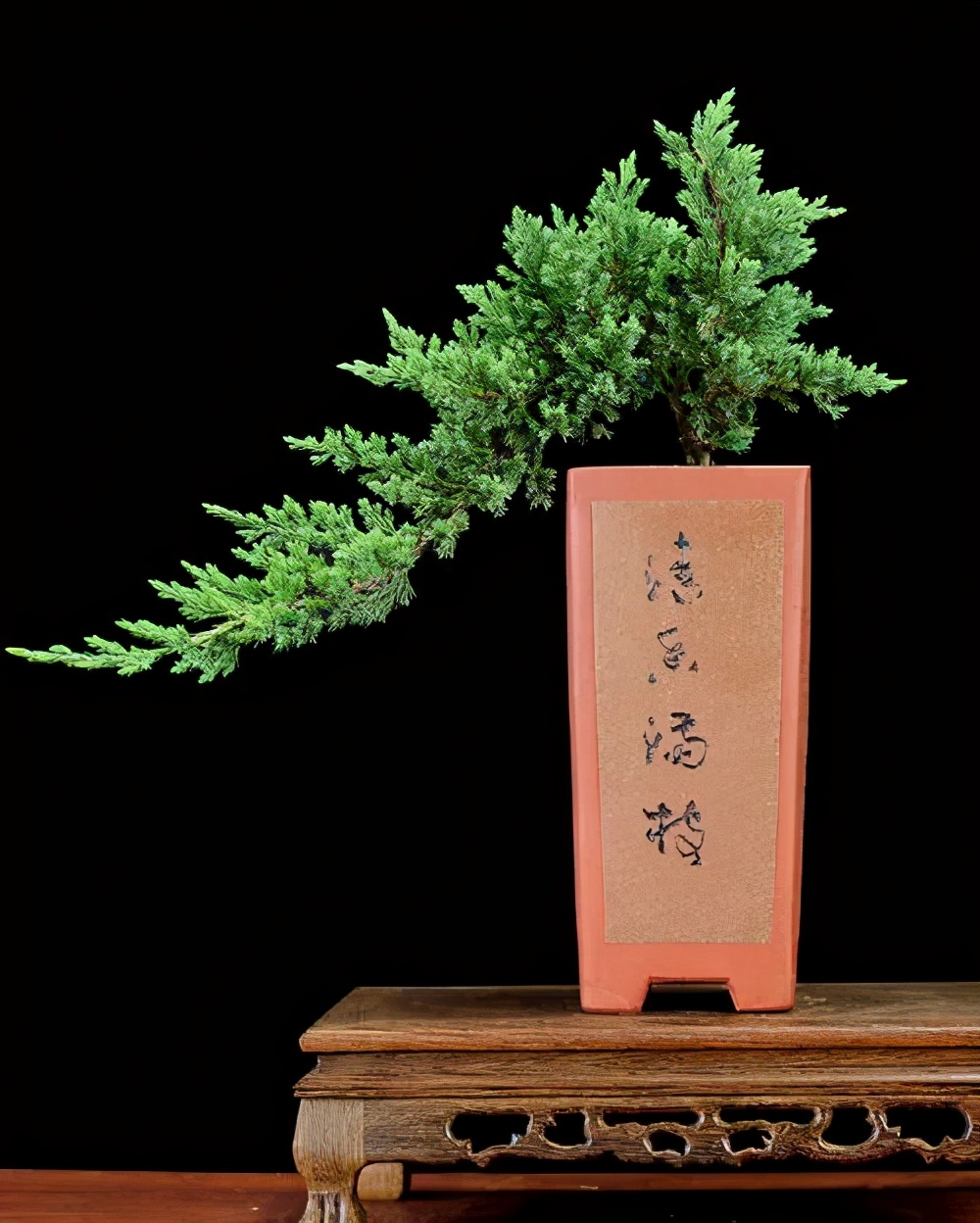 遇上地柏不能错过,物善其用,它可是最佳盆景造型练手材料