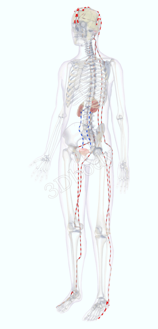 最新经络图，精美3D动态循行图，详细易懂