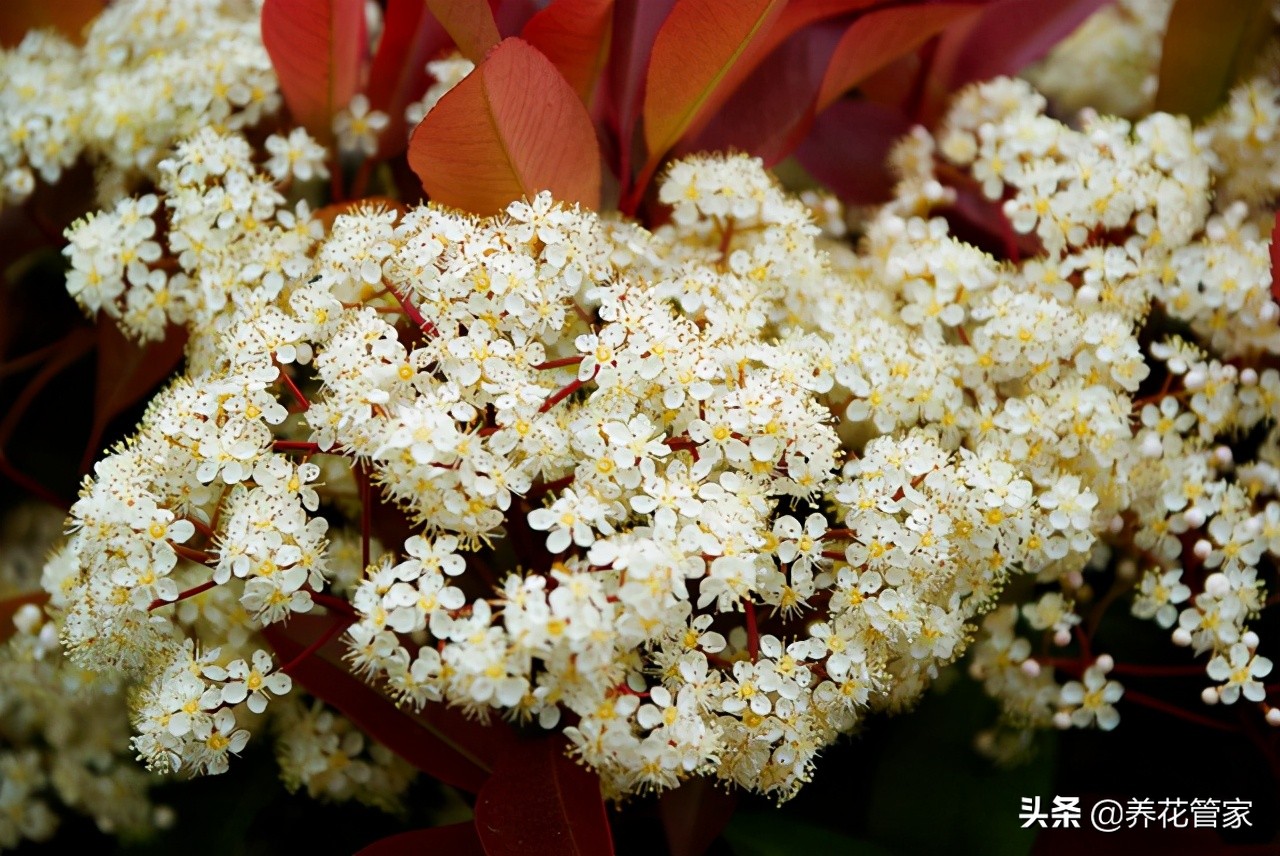 石楠花开花时间(石楠开花的时间)-第1张图片
