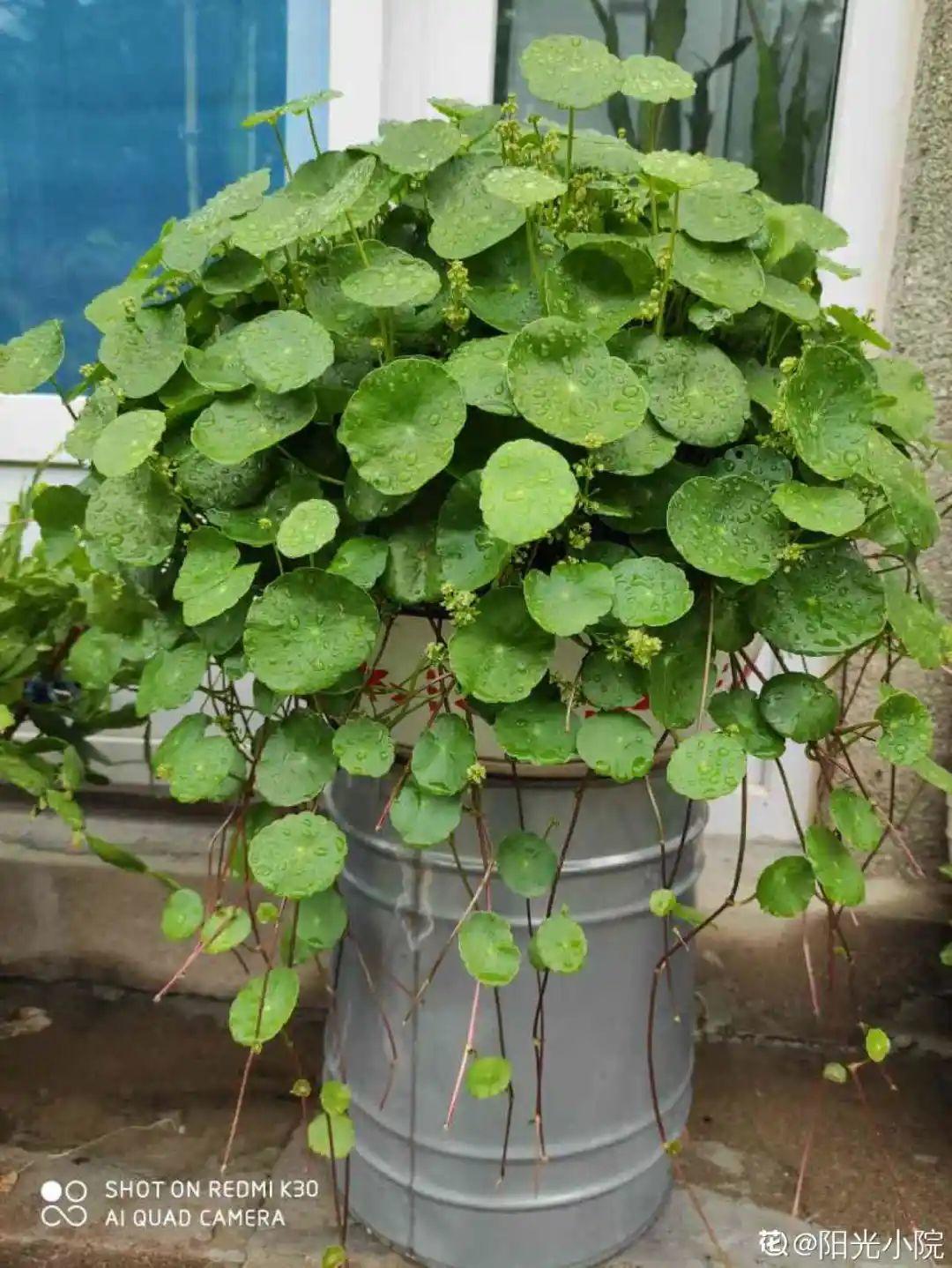 春天种什么花（春天最好养的20种花长得快）