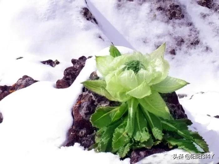 雪莲为什么不畏严寒冰雪？