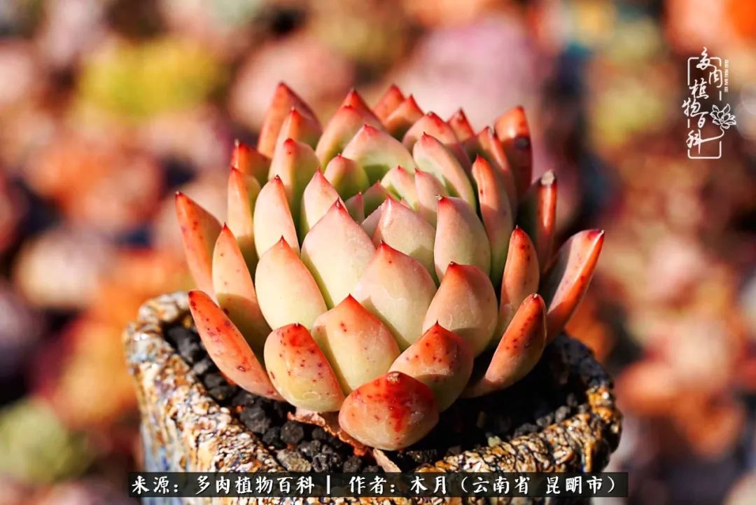 发多肉的朋友圈文字_晶羽科技