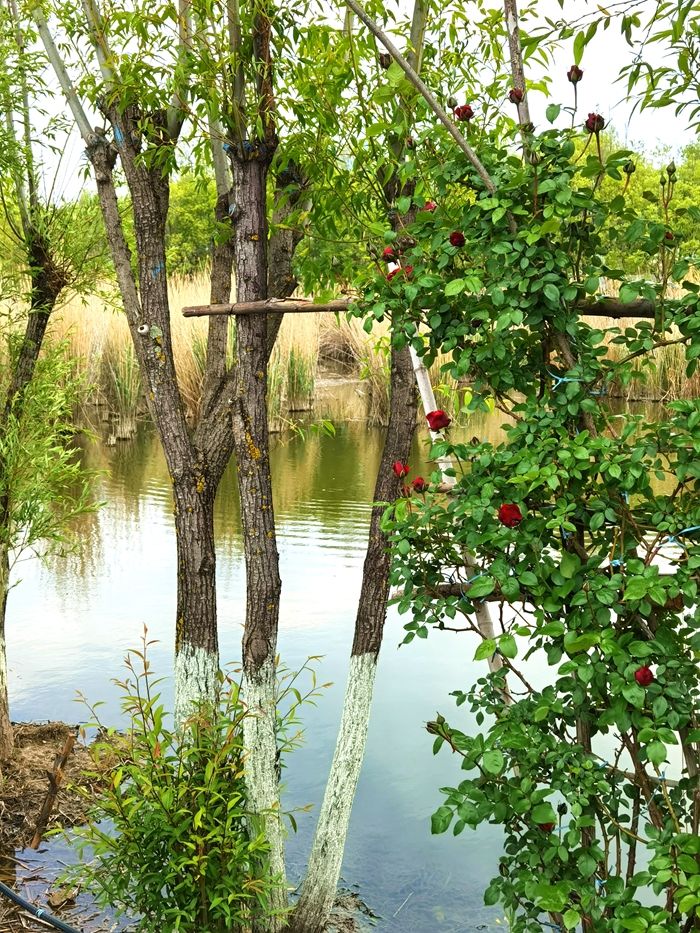 丽江拉市海，骑马走茶马古道，赏鸟走观湖长廊