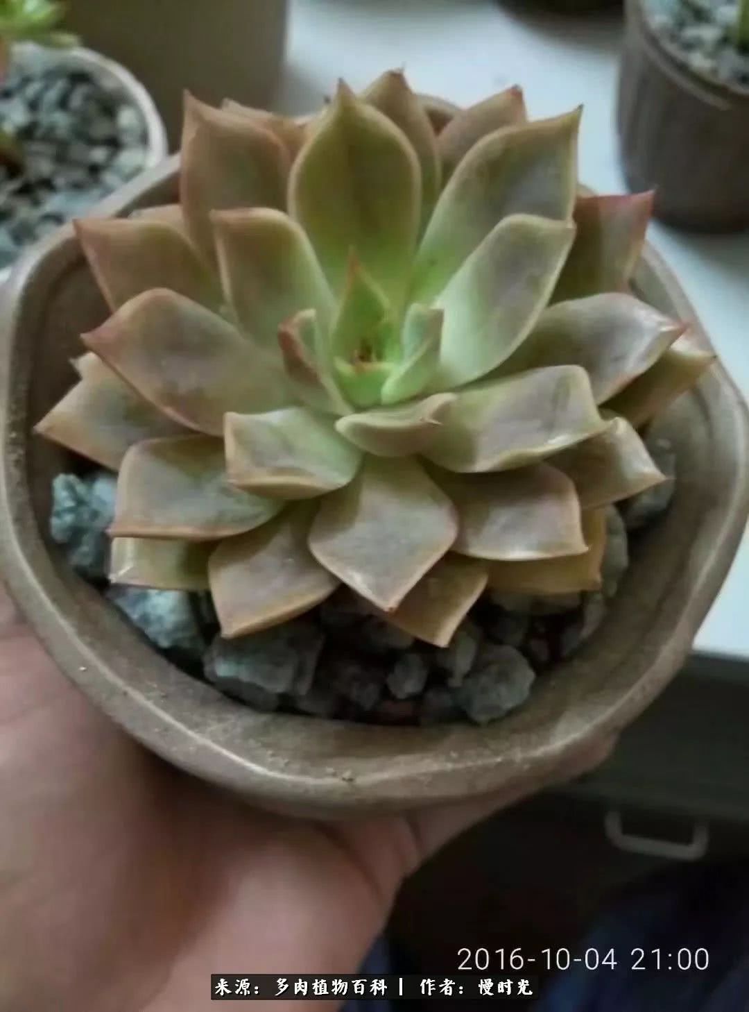 形容多肉植物的优美句子有哪些?