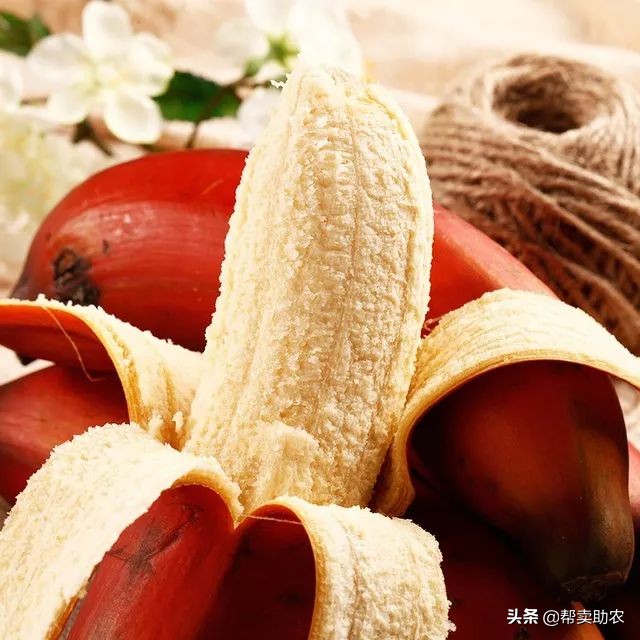 你没见过的红皮香蕉，2年才结一次果，皮薄肉嫩，每口甜在心间