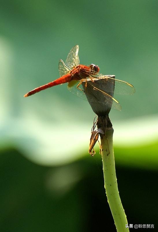 蜻蜓诗词精选一十六首 小荷才露尖尖角，早有蜻蜓立上头