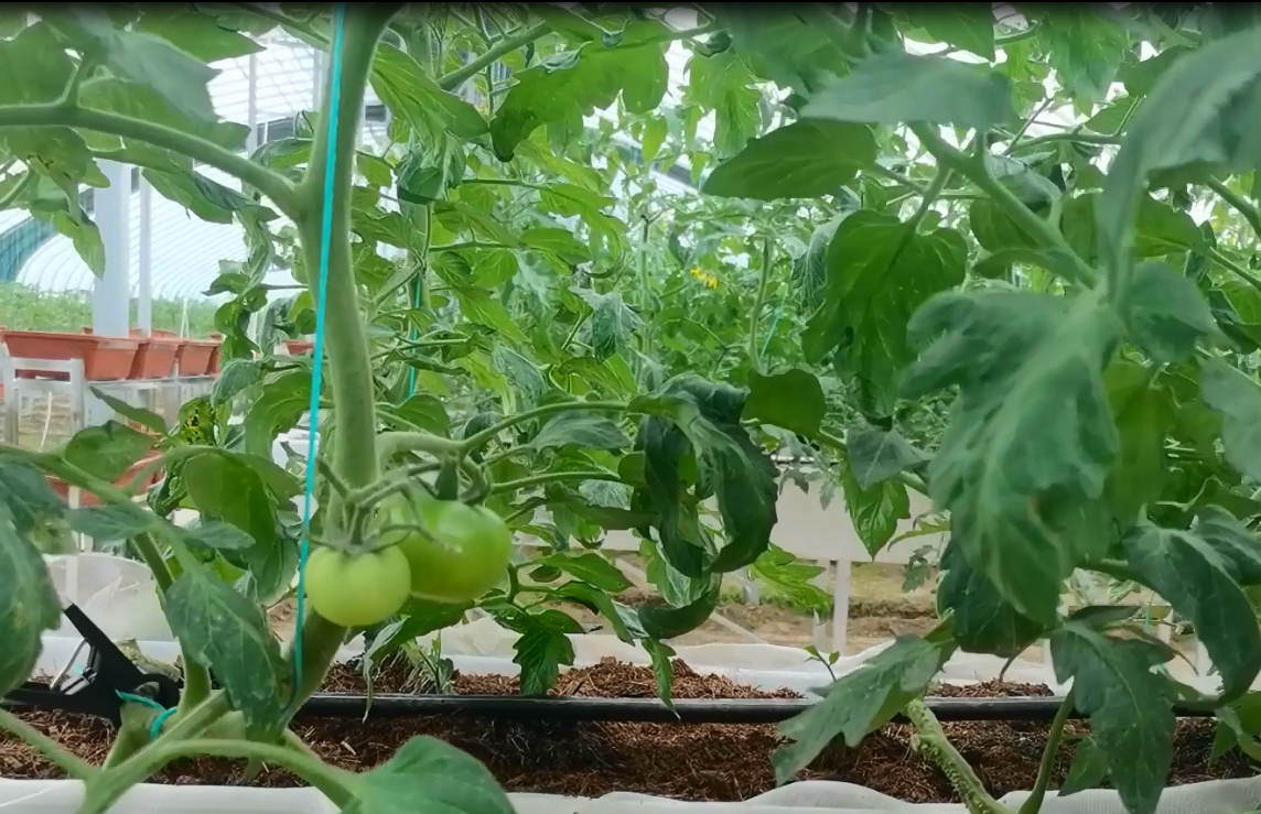 無土栽培有機蔬菜,無土栽培有機蔬菜種植方法