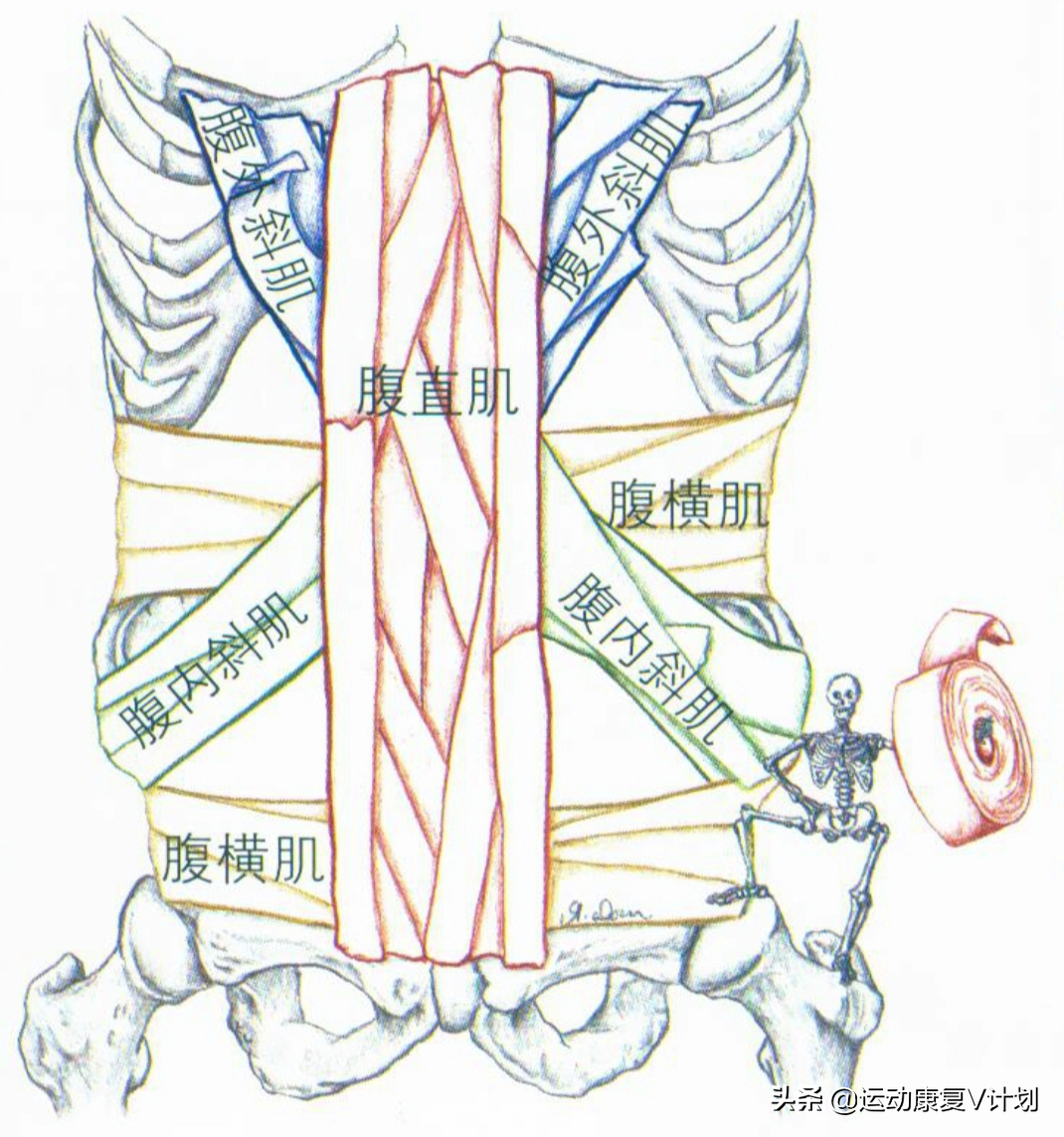 腹直肌,腹外斜肌,腹內斜肌,腹橫肌的功能解剖與體表觸診