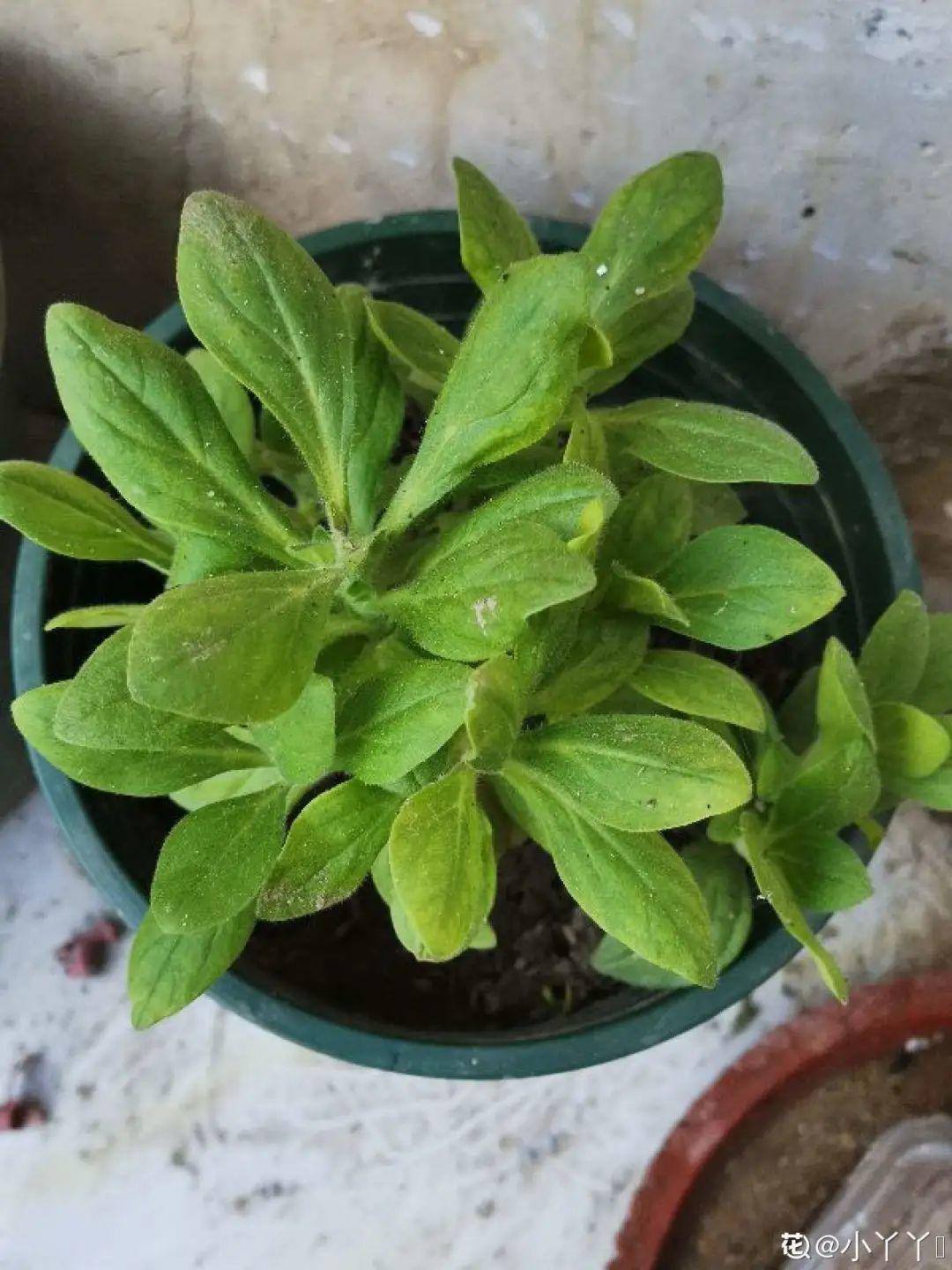 打罩丸的故事寓意 _飞翔号