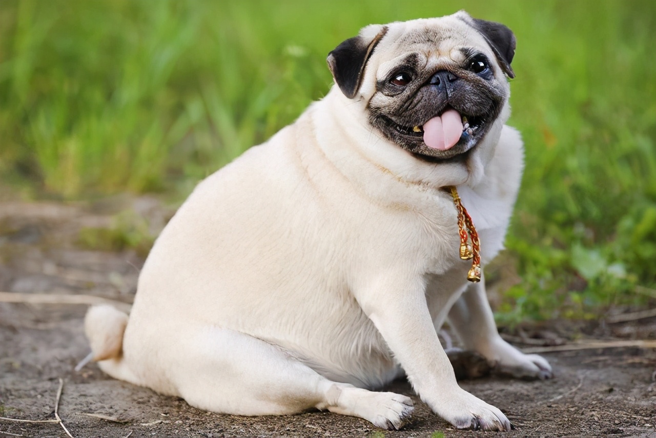 喂食,控制它们该有的体型体重,如果狗狗肥胖可以结合零食让狗狗动起来