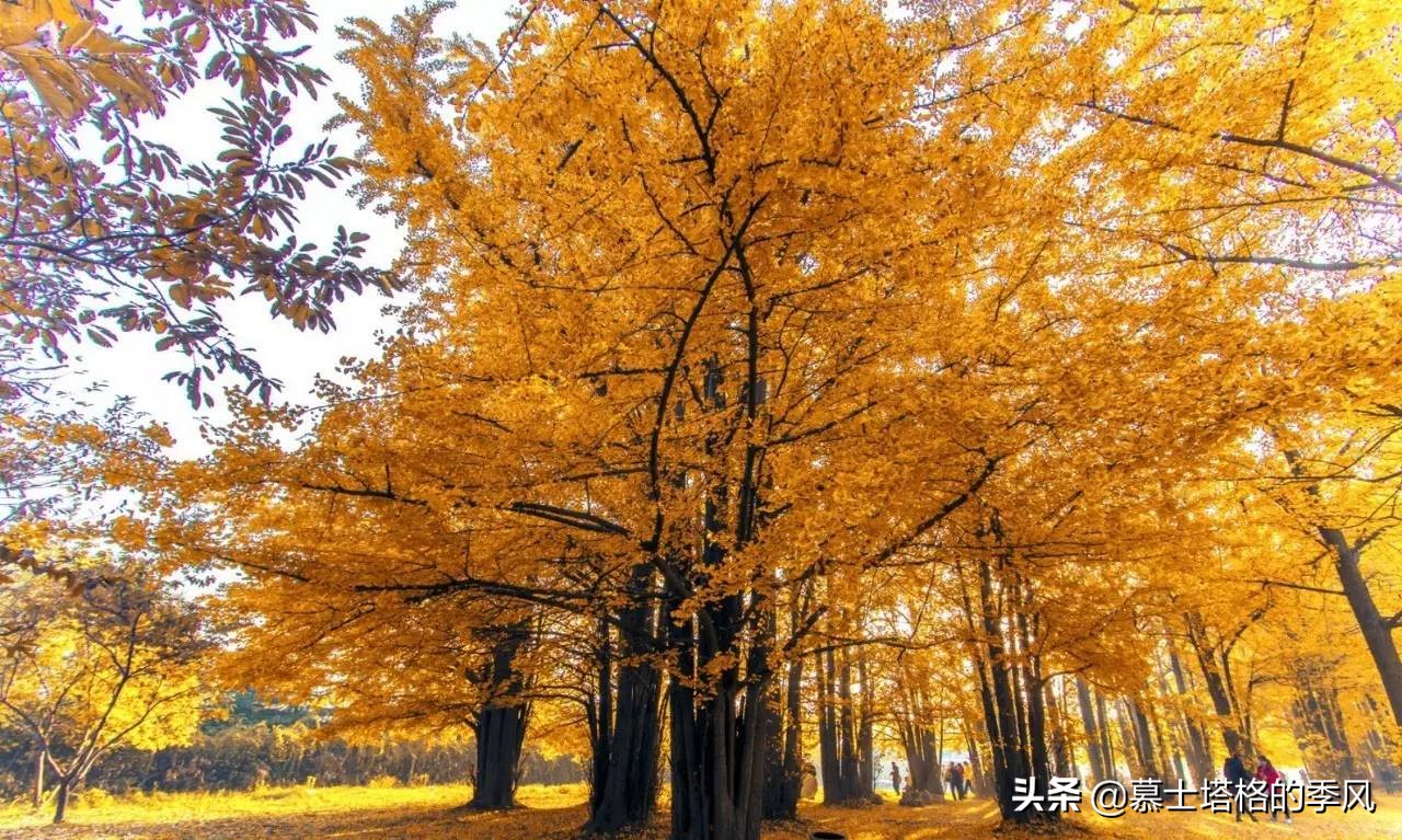 中国最美的银杏都在哪?