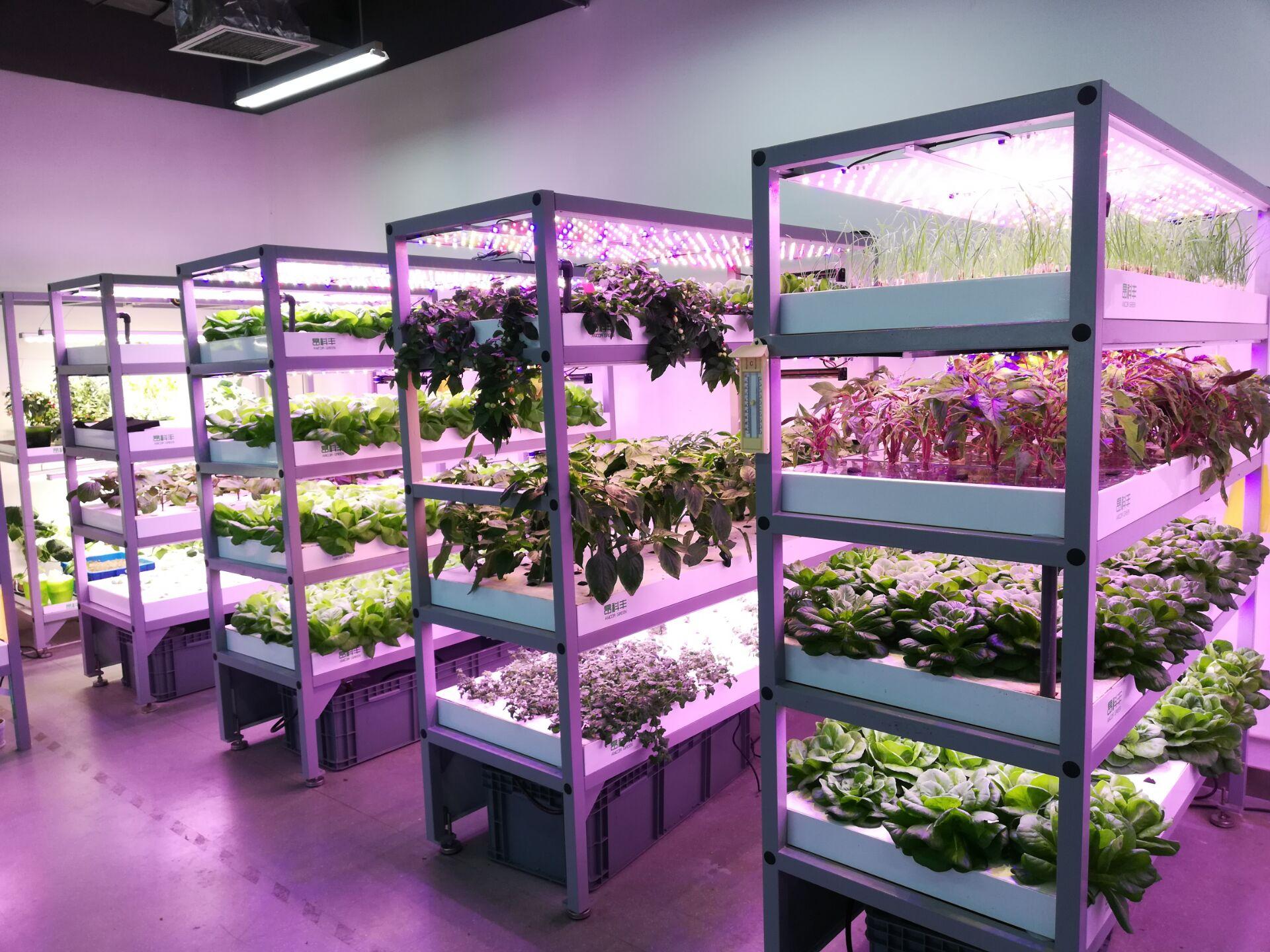 浙江农民室内3米立体栽培“带电”蔬菜，用电防虫不打药，涨见识