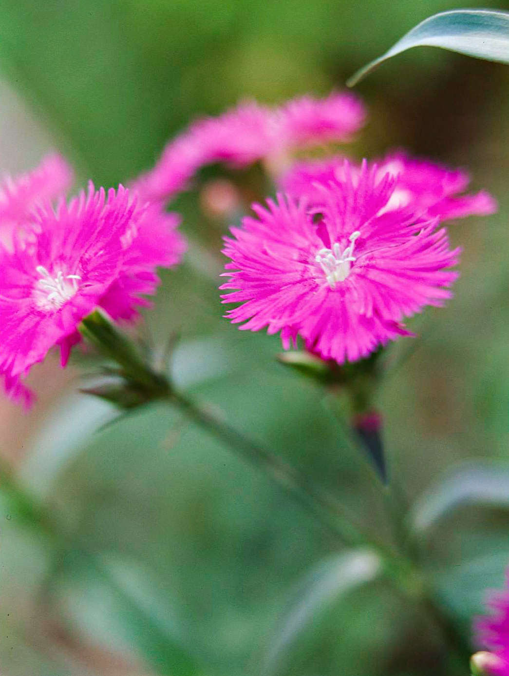 粉色的花有哪些（13种适合在花园里种植的粉色花朵）