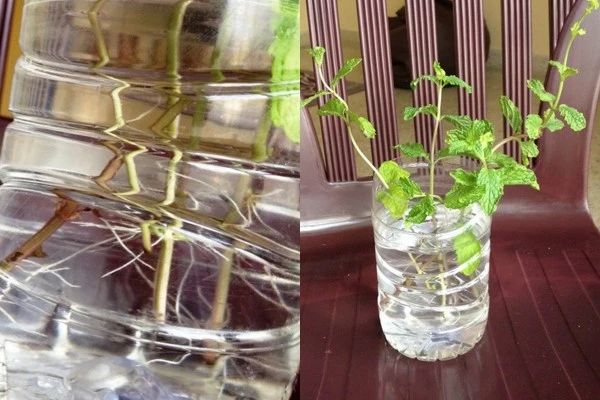薄荷盆栽在家里养不好,为什么别人家的就随便长,这是啥情况?