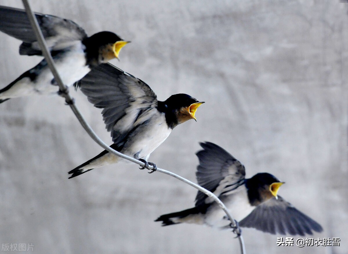 春分节气燕子诗:燕燕于飞,小燕子,穿花衣,年年春天来这里
