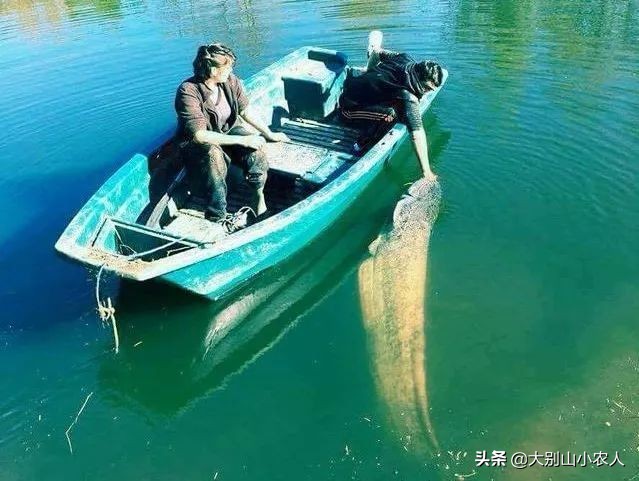 同样是吃人的鲶鱼：为何印度巨魾濒临灭绝，欧鲶却因被遗忘而泛滥