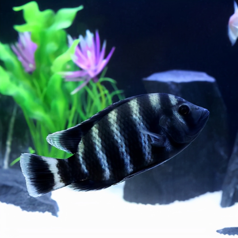 热带鱼品种大全图近百种热带鱼欣赏