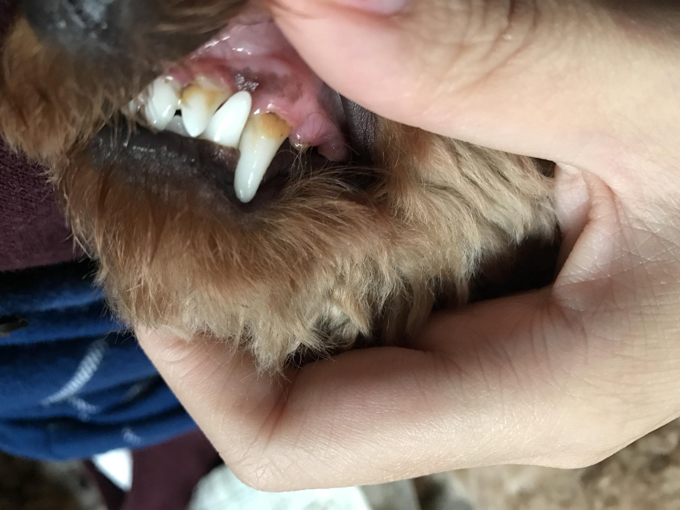 辟谣！狗狗牙龈疾病是小事？最容易被忽略的口腔疾病也有致命风险