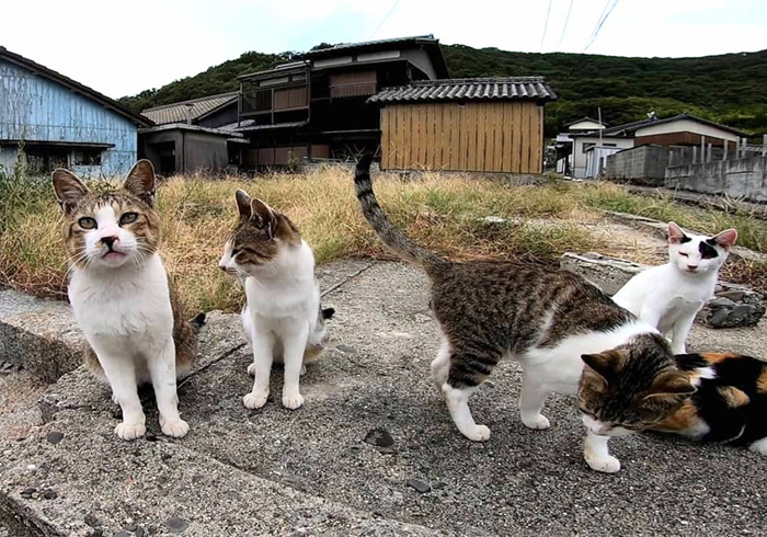 遇见流浪猫可以喂什么（没有猫粮的情况下喂猫吃什么）-第13张图片-巴山号