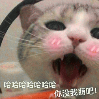 表情包：日常吸貓（awsl）