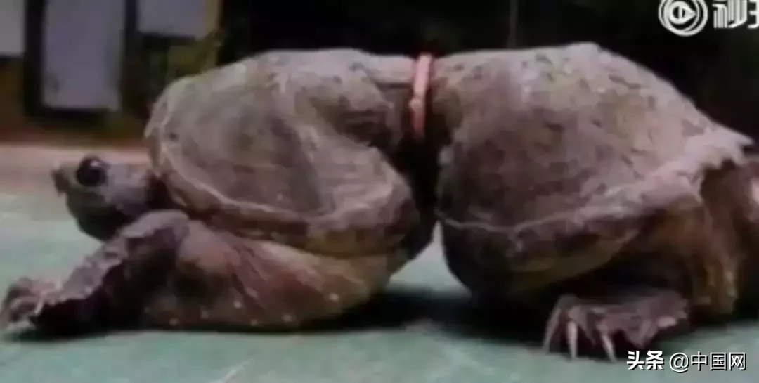 女子因垃圾未分类竟把志愿者掐晕，被行拘3日