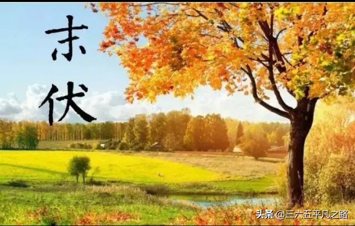 “头伏萝卜二伏菜，三伏里头种白菜”，三伏可种什么菜？答案来了