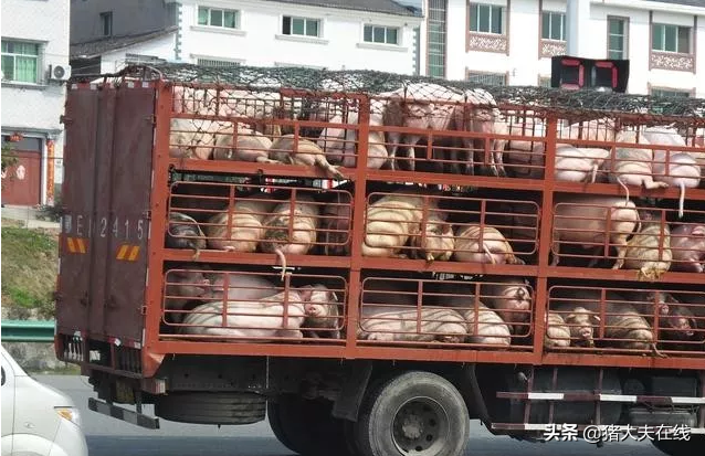 上海金山区今日猪价，今日金山区疫情情况