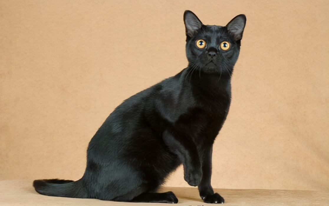 老一辈常说：人死后不能让黑猫靠近，此话并非迷信，存在一定依据