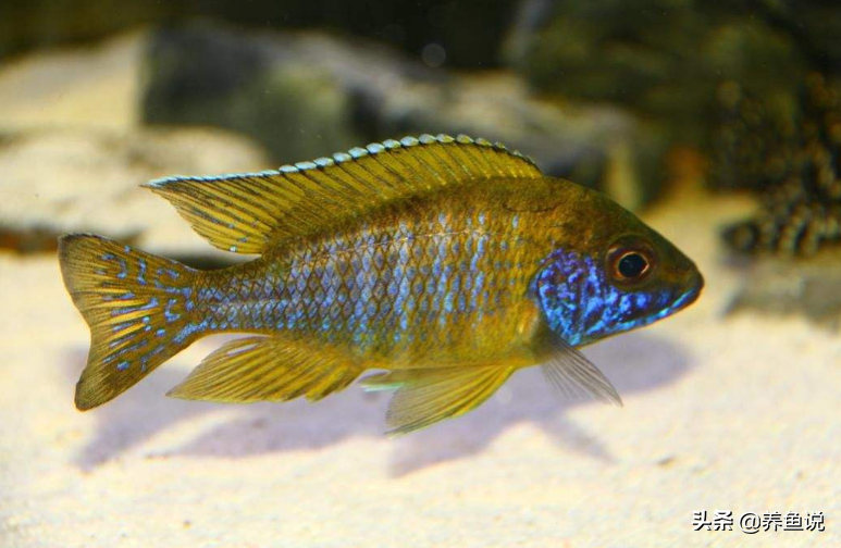 珍珠玛丽鱼好养吗,怎么养 _极限路亚