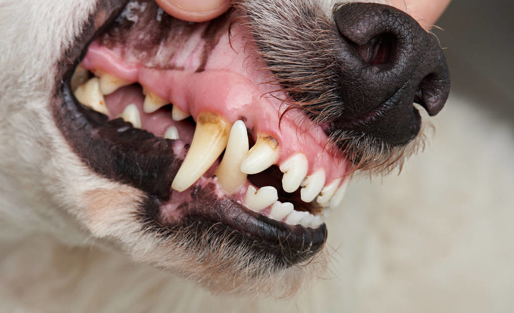 是牙结石惹的祸,主人可以自己给狗狗去牙结石