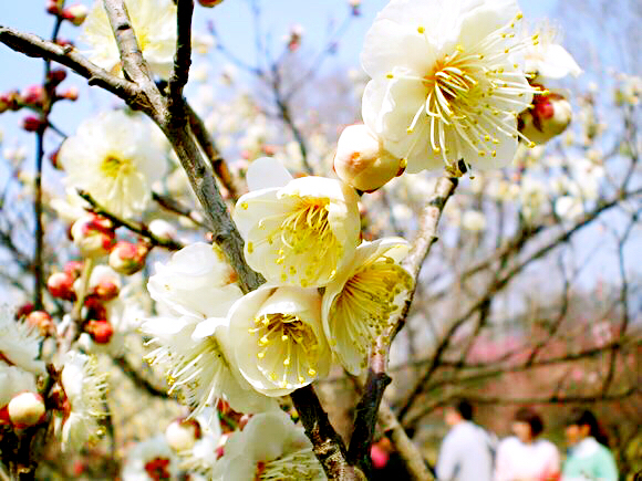 玉蝶梅花的特点（关于玉蝶梅花的图片解析）