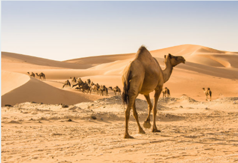 《牧羊少年奇幻之旅》|梦想得以实现的三个必须要素是什么？