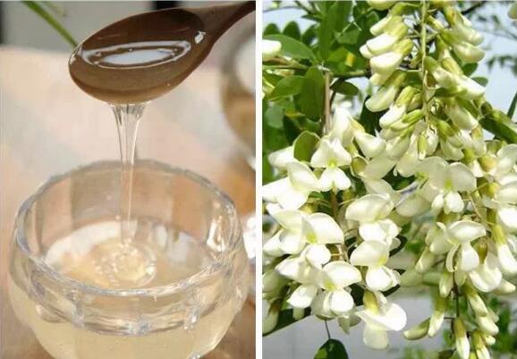 洋槐蜜和紫云英蜜哪个好？紫云英蜂蜜好还是洋槐花的好？