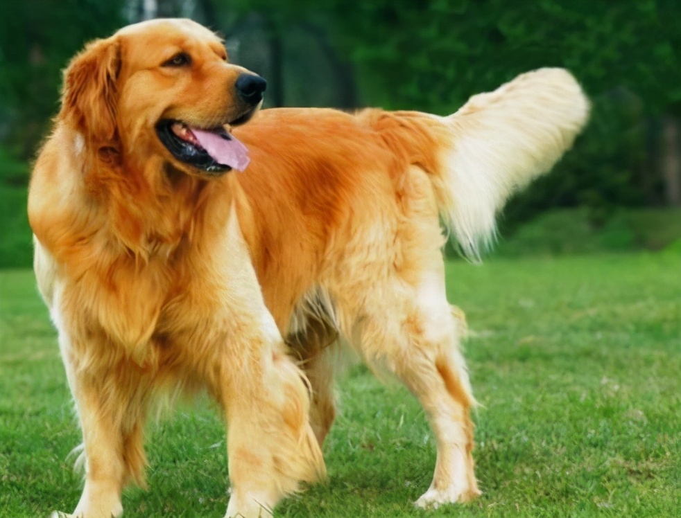 摇尾巴是金毛最常做的动作,正常情况下,是在表达开心和激动的心情.