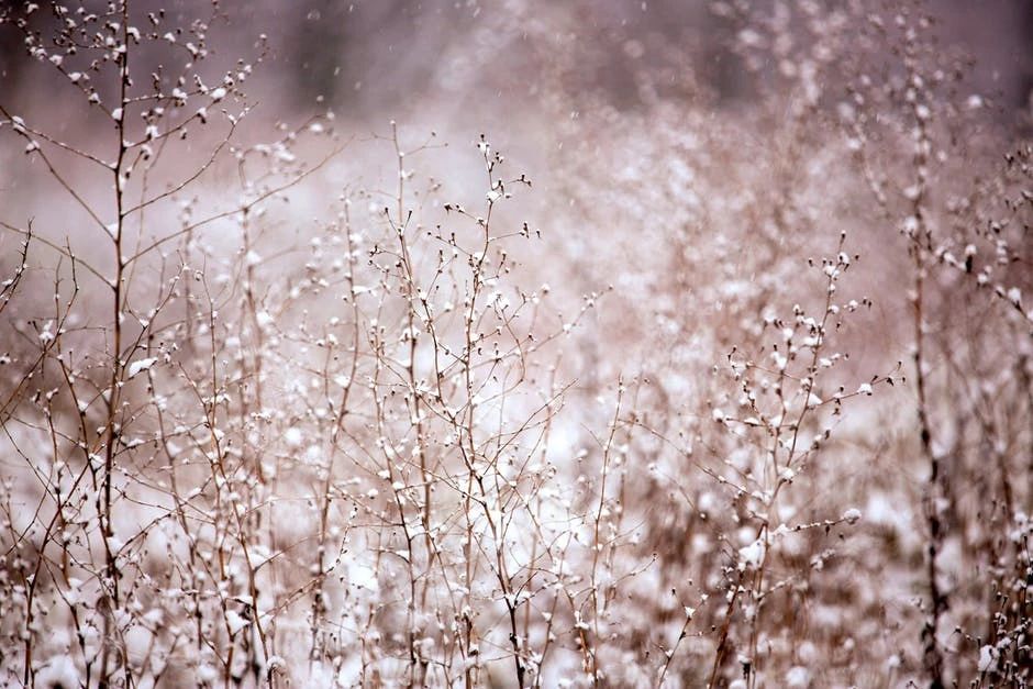 晚来天欲雪，能饮一杯无？