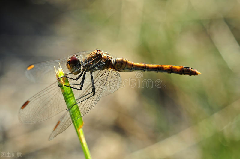 谁在蝉声中禅悟？这声音高不可攀，这声音另有隐情