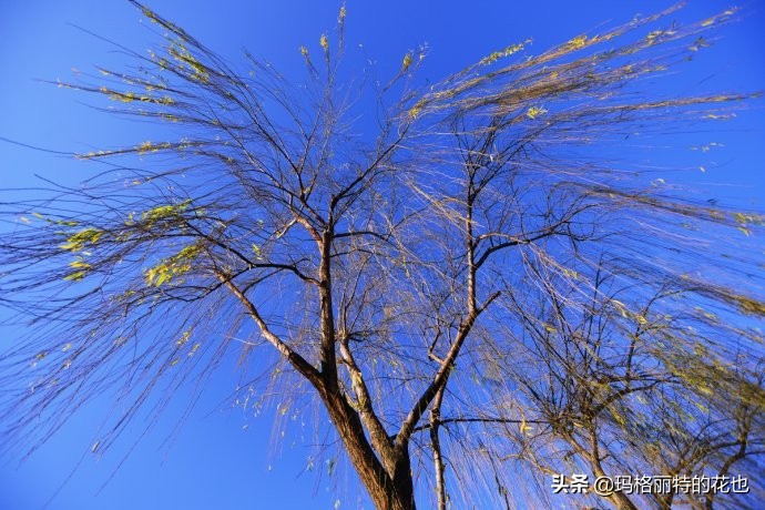 柳树什么时候发芽（山东柳树什么时候发芽）-第33张图片-巴山号