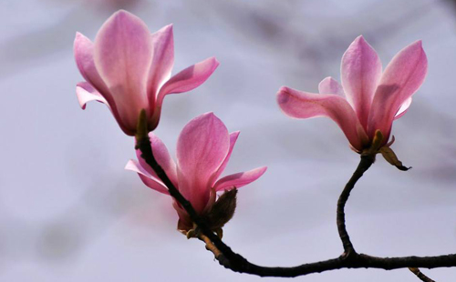 关于玉兰花的诗词十首