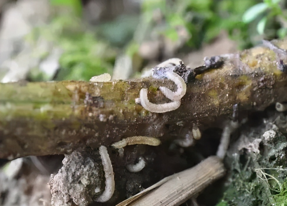 庄稼地里的10种地下害虫(庄稼地里的害虫有哪些) - 趣味头条