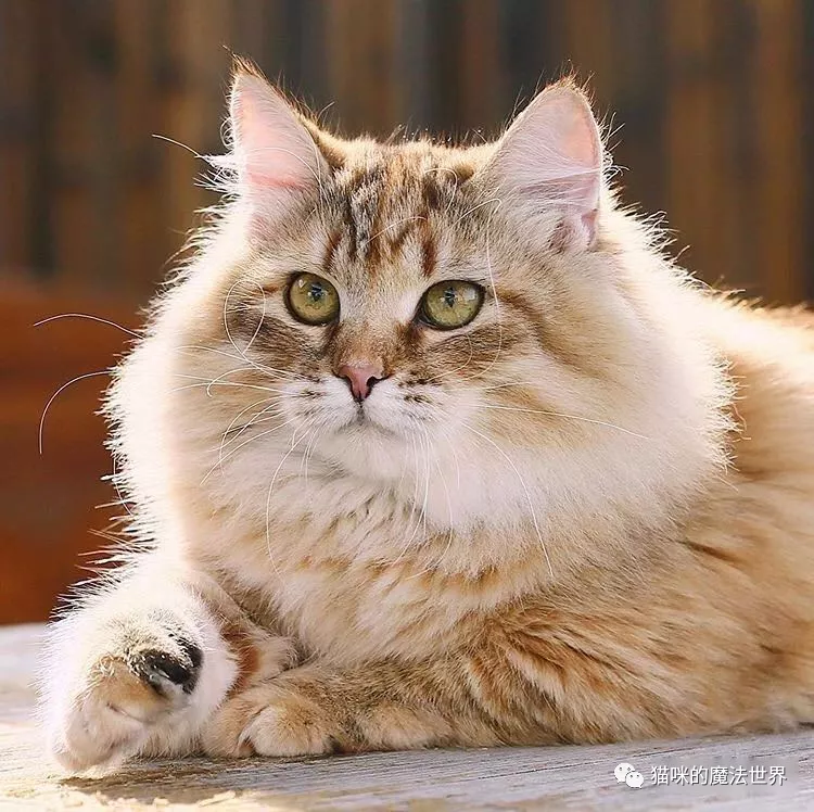 猫咪品种大盘点13:西伯利亚森林猫
