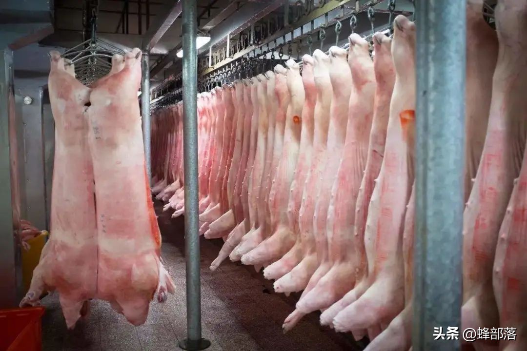 猪价8元观望，热钱进入猪市，猪肉价格上涨？控制好自己的菜篮子