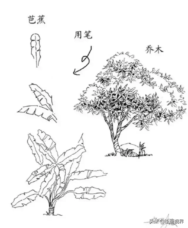 干货！教你15种速写植物配景画法，简单易学，学会画速写很简单