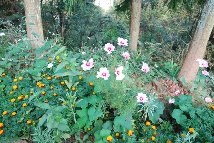 通天藤的别名「干货」-图22