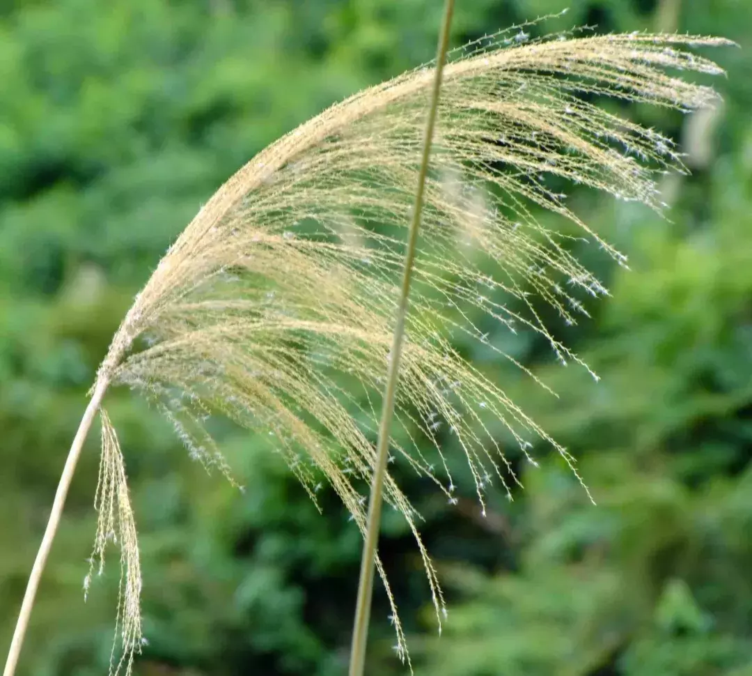 《诗经》最美30句，美到骨子里