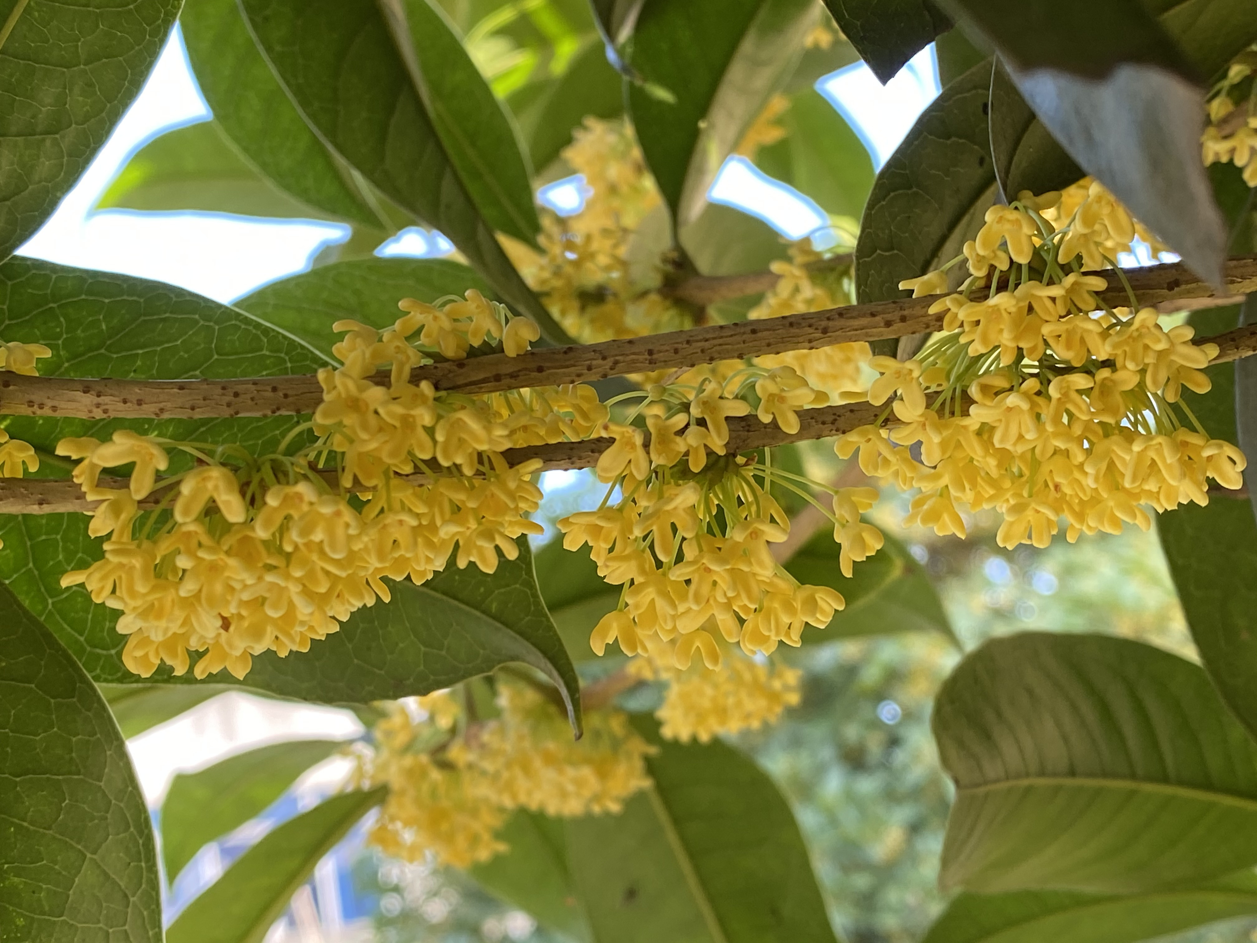 蜜桂花生糖(蜂蜜桂花糖) - 美食网