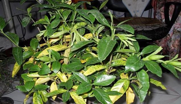 栀子花叶子发黄干枯掉叶子怎么办 栀子花叶子干枯图片-春风号