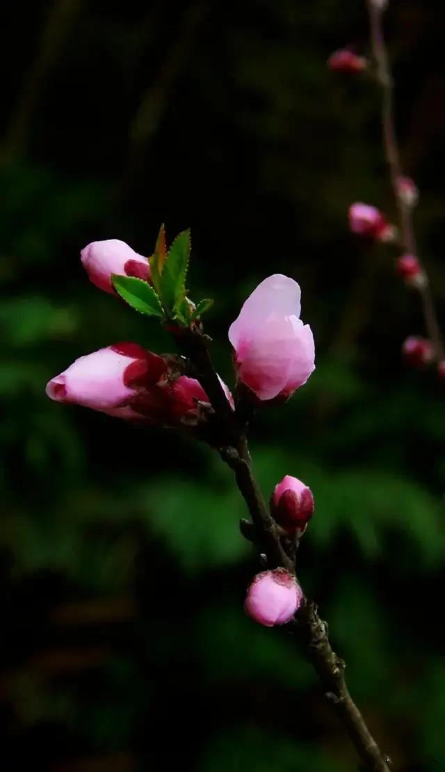 赏读：桃花如期开，美好终会来